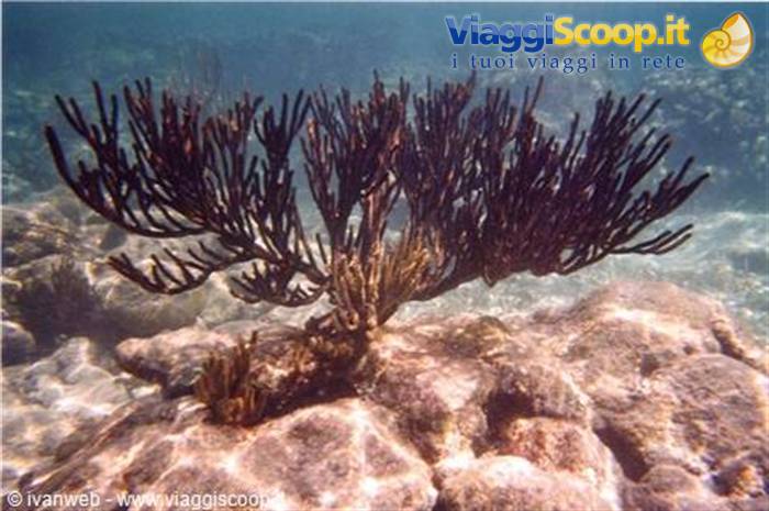 Black gorgonian coral on rocky seabed in shallow water