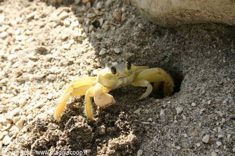 Yellow crab emerging from its sand burrow beside a rock