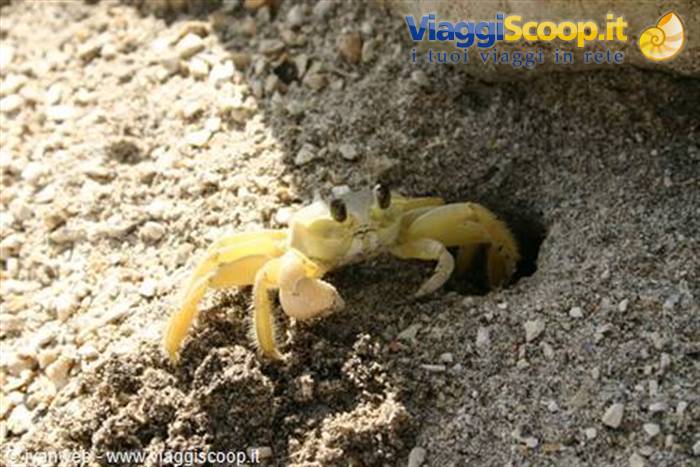 Yellow crab emerging from its sand burrow beside a rock