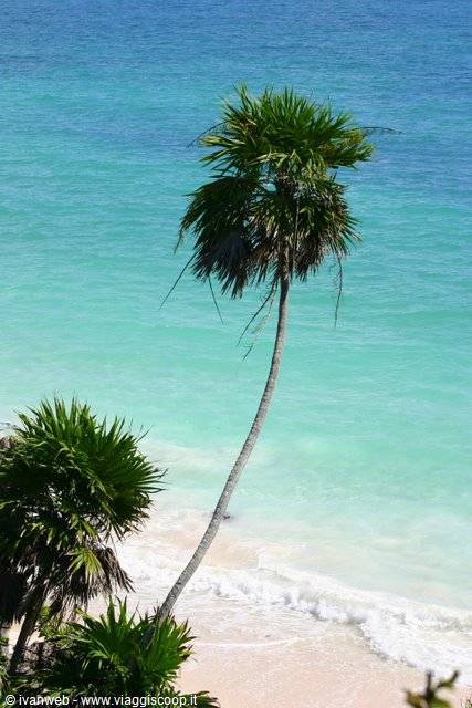 Leaning palm tree on sandy beach, white waves and turquoise sea