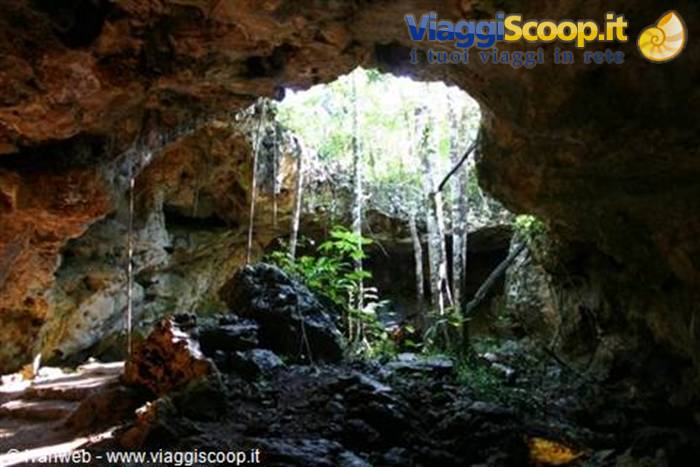 Limestone cave with skylight opening, green plants and hanging roots lit by sun