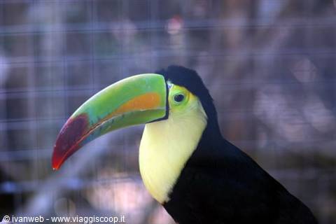 Keel-billed toucan with colorful beak behind a wire mesh cage