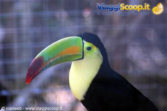 Keel-billed toucan with colorful beak behind a wire mesh cage