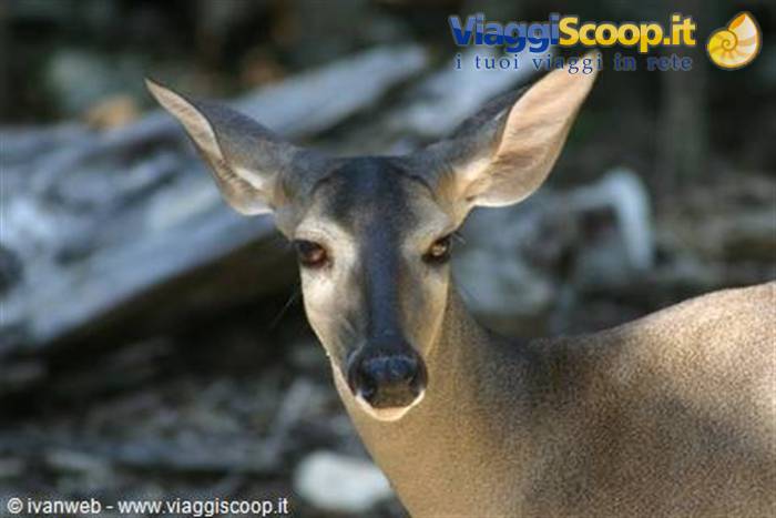 Dark-faced deer stares at the camera among fallen logs, natural light