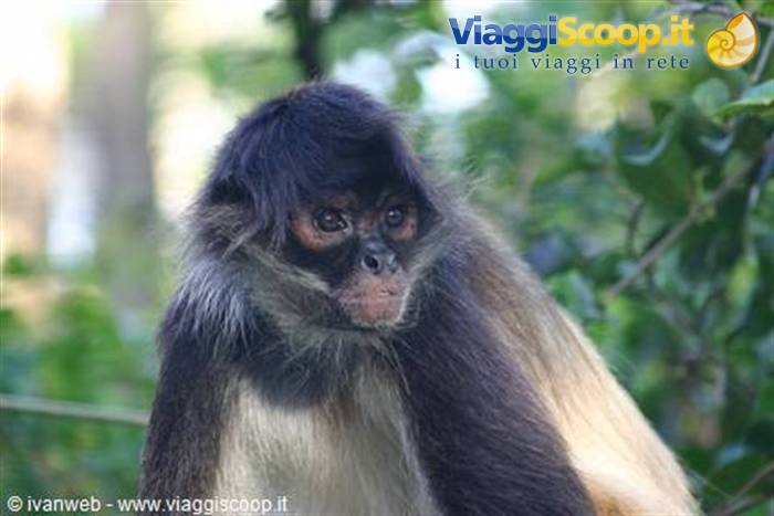 Spider monkey with dark fur among sunlit green leaves