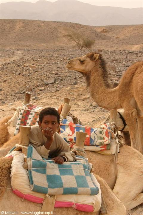 Camel ride in the desert