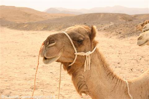 Dromedary