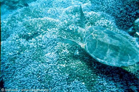 Turtle