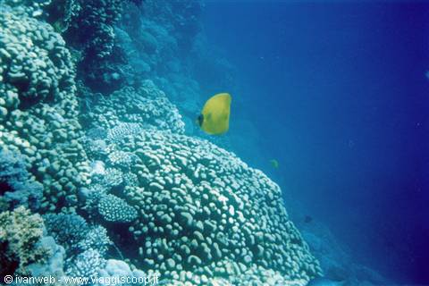Blue coral