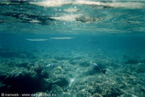Trumpetfish