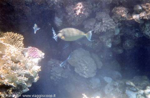 Unicornfish
