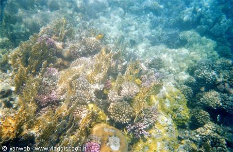 Fire coral