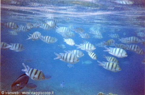 School of striped sergeant fish swimming in blue water near the surface
