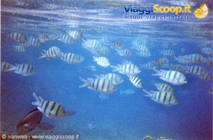 School of striped sergeant fish swimming in blue water near the surface