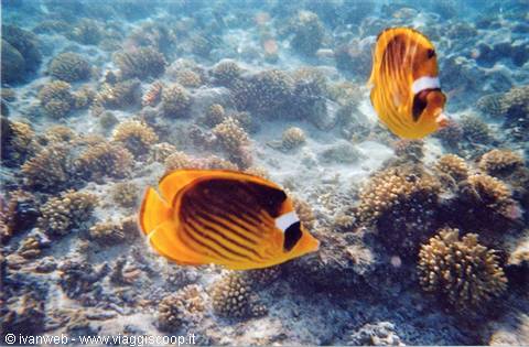 Emperor angelfish