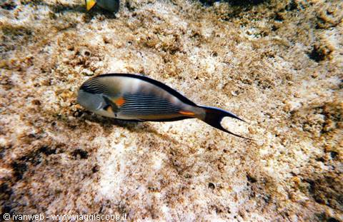 Surgeonfish