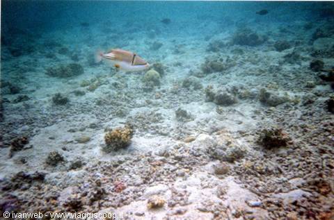 Triggerfish