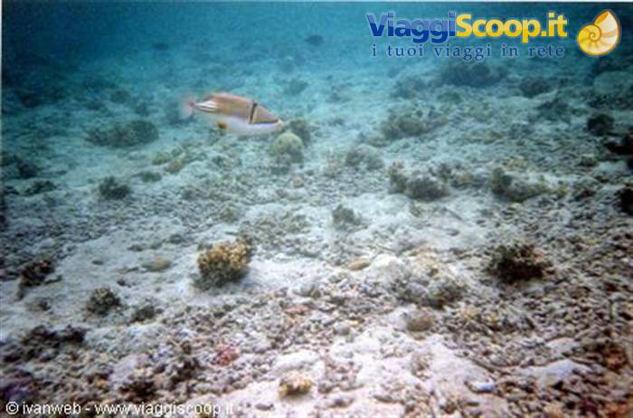 Triggerfish