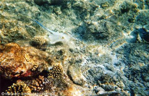 Spotted ray