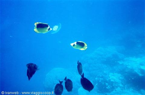 Butterflyfish eating the four-leaf jellyfish