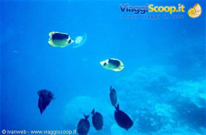 Butterflyfish eating the four-leaf jellyfish
