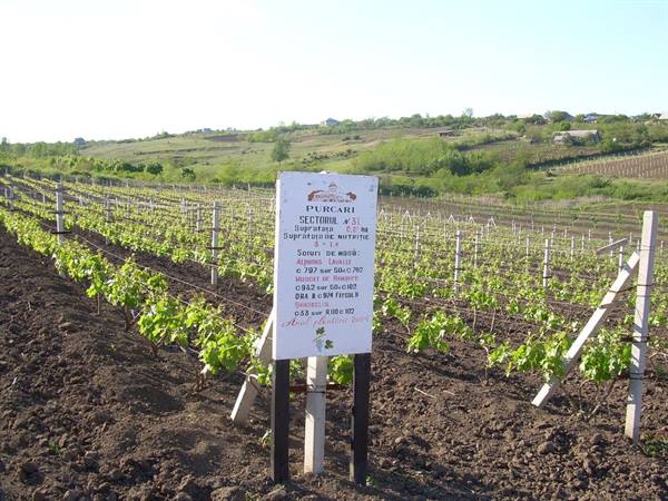 Purcari Wineries 2