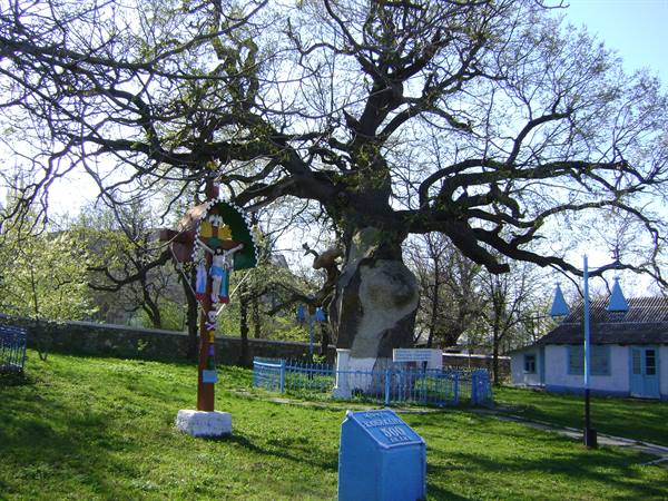 Oak3