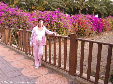Bougainvillea in Tuineje