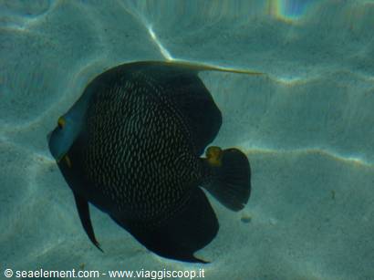 Dark angelfish with yellow tail swims over sandy seabed