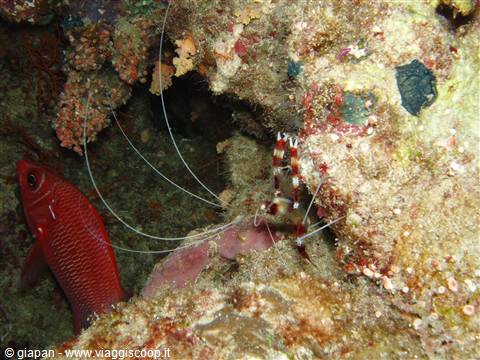 Shrimp