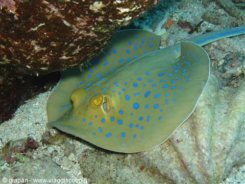 Spotted ray