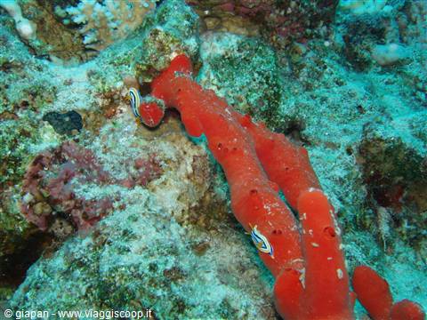 Red sponge on underwater reef with white and blue nudibranch