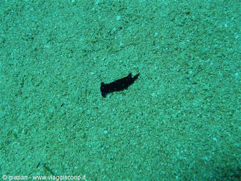 Nudibranch
