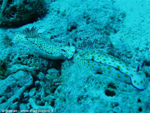 Nudibranch
