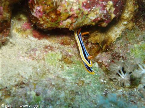 Blue and orange striped nudibranch crawling on algae-covered coral reef
