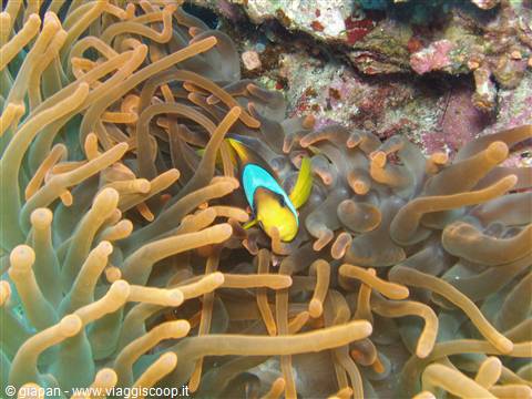 Little clownfish
