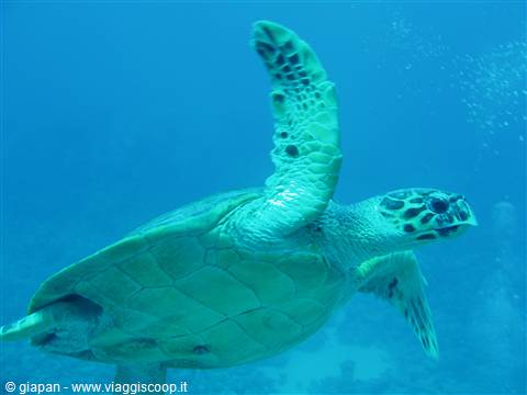 Turtle