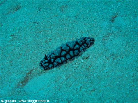 Nudibranch