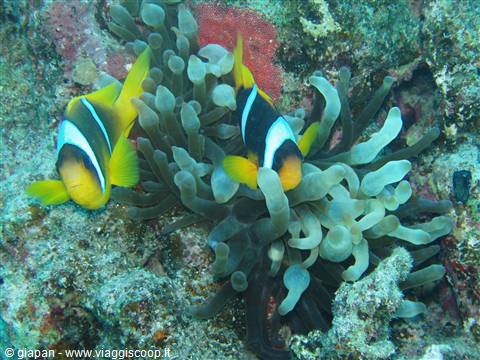Little clownfish