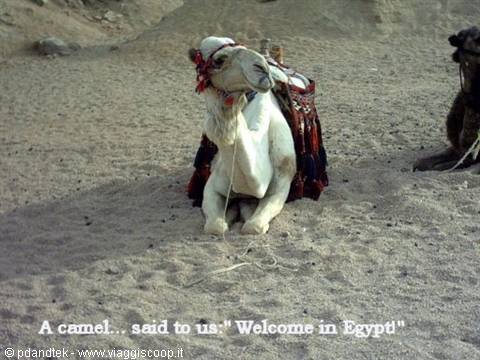 Camel