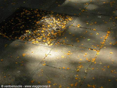 Yellow fallen flowers scattered on stone pavement around a grate, dappled sunlight
