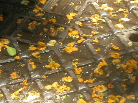 Orange flower petals scattered on wet metal grating