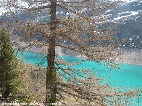 Turquoise alpine lake among snowy mountains, seen beyond a bare larch