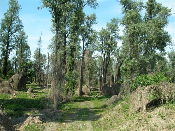 Willows and poplars with wild ferns along a grassy path