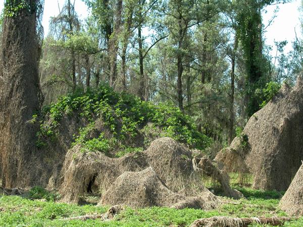 Tangled dry branches and vines cover trees in a lush green forest