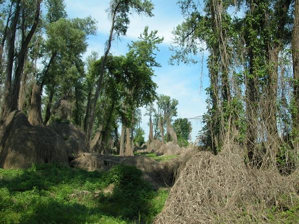 Hay piles stacked among trees woven with branches under blue sky