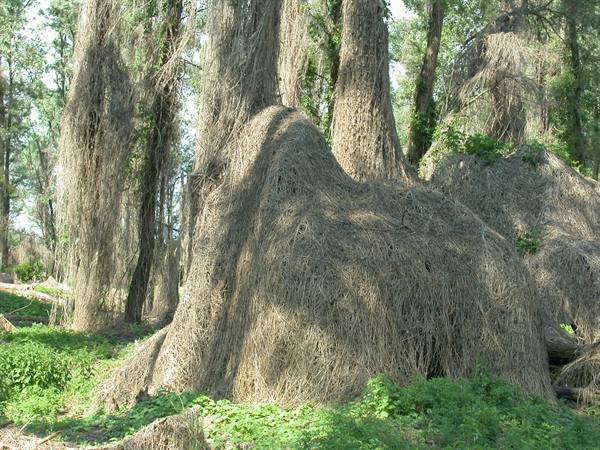 Trees draped with dry climbing vines in a green forest