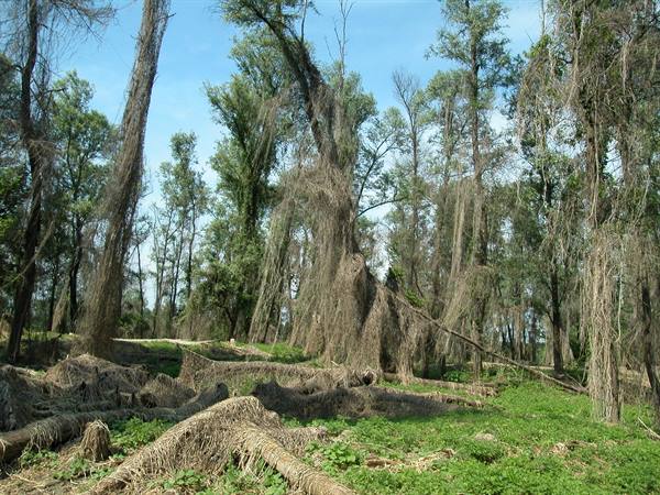 Trees draped in dry vines, fallen logs over green grass, riverside forest