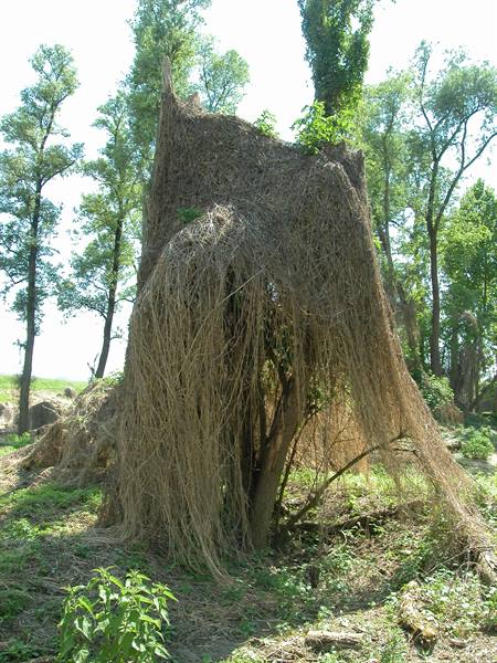 Tree wrapped in dry vines in a sunny woodland