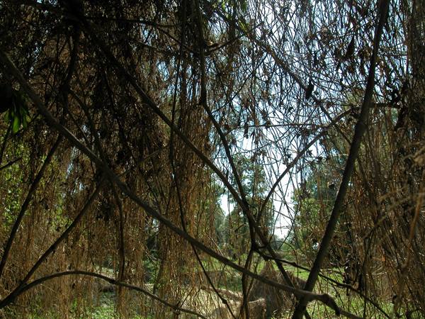Dry interwoven branches form a woven labyrinth against the sky